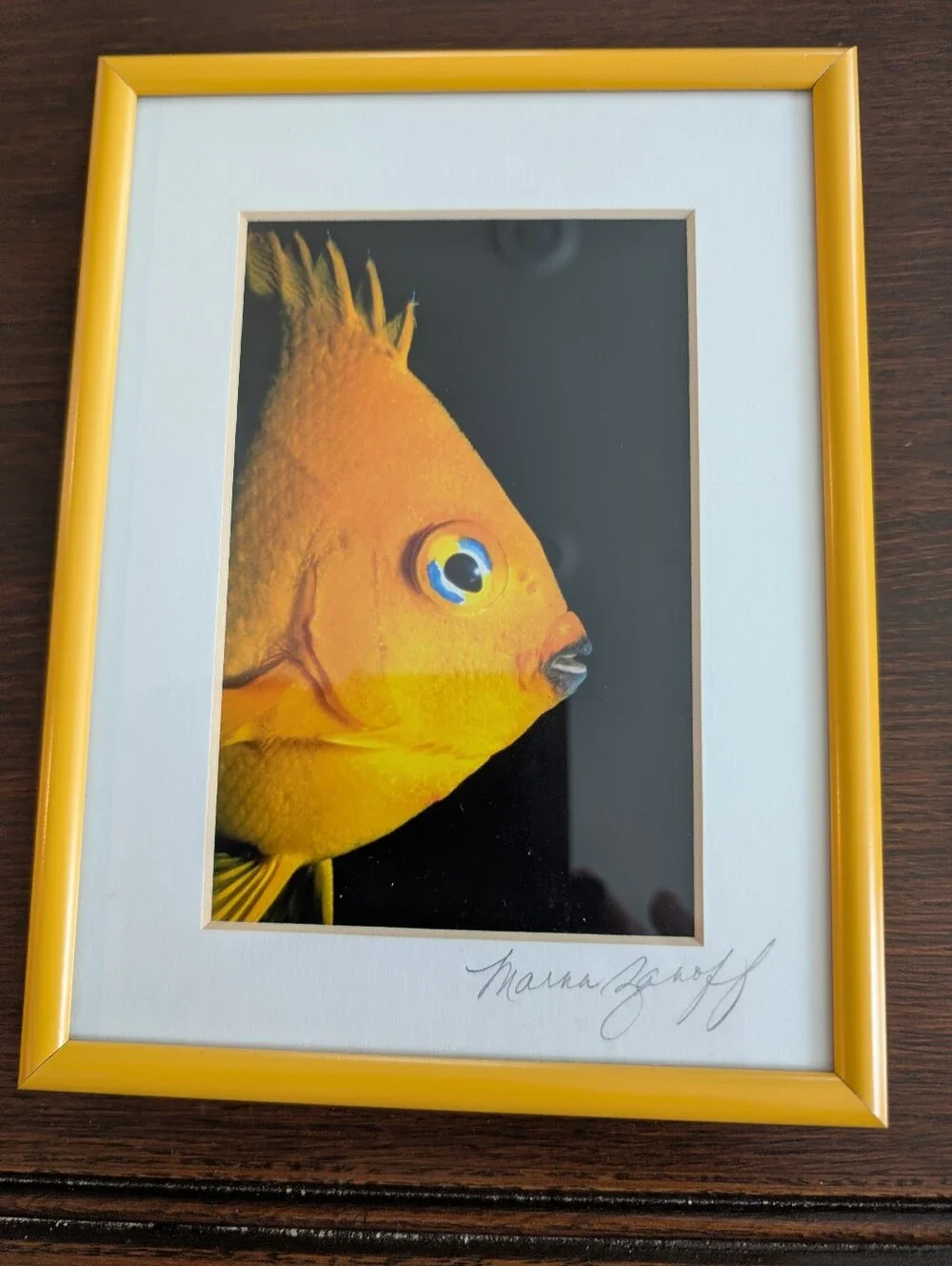 Yellow Framed Fish Photo Wall Art - Pets Fish